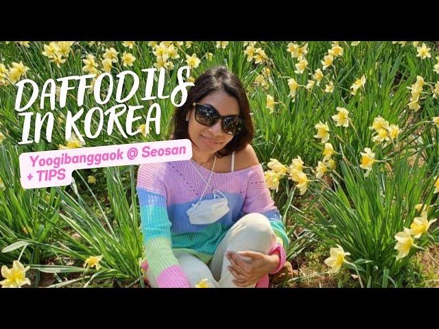  Yoogibanggaok at Seosan l Daffodils In Korea During Spring + Tips l 서산 수선화축제