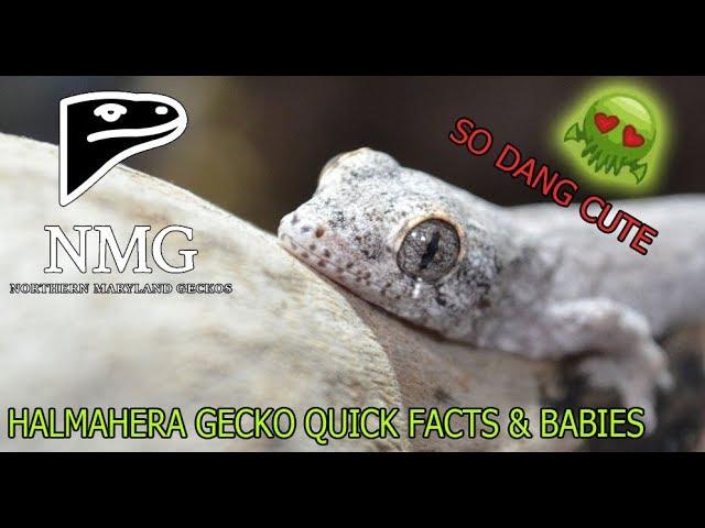 HALMAHERA GECKO BABIES HAVE HATCHED!