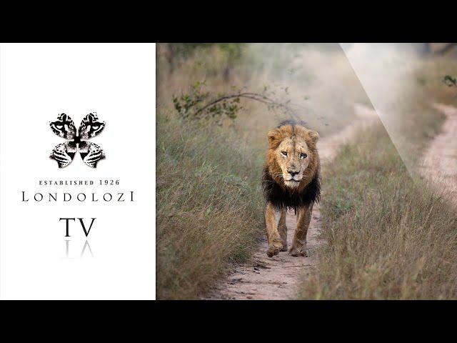 Three Male lions on an intense Territorial Patrol