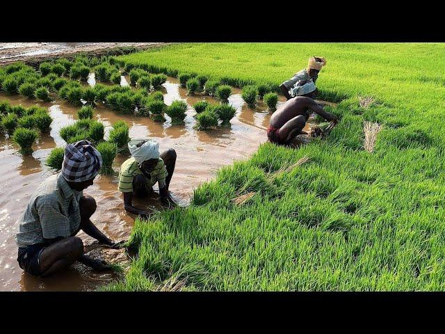 Wet Rice Cultivation Techniques Of Asian Farmers. Amazing Planting And Harvesting Rice Process!