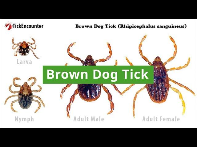 Brown Dog Ticks: How to Identify, Diseases Carried, and Where They Are Found