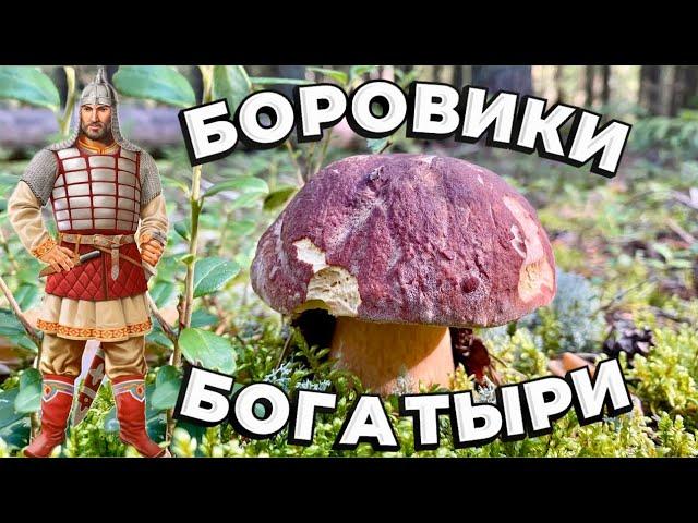 Крепкие боровики и подосиновые монстры‍🟫 не дают пройти! Супер грибной бор в августе! Грибы2024