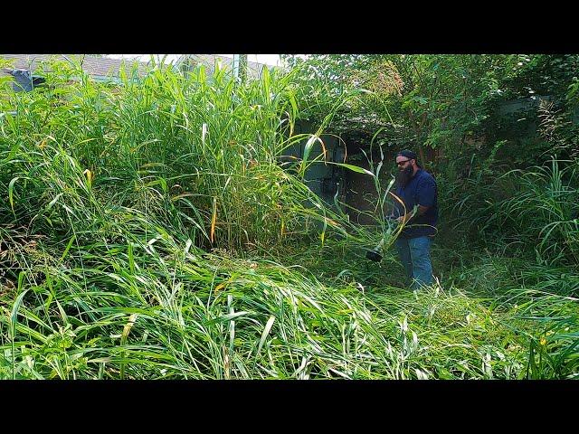 NIGHTMARE CITY VIOLATION CUT - extremely overgrown lawn service - TALLEST GRASS I HAVE EVER CUT