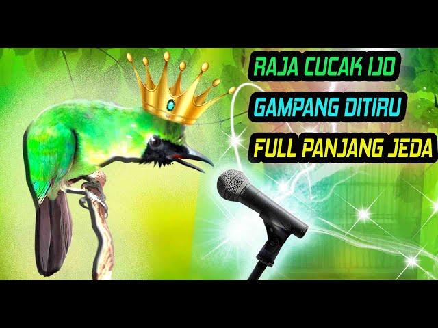 Masteran Cucak Ijo Jernih Gacor Paling Ampuh !! DIJAMIN