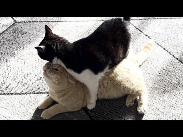 Older Cat Asserting His Dominance Over A Young Cat