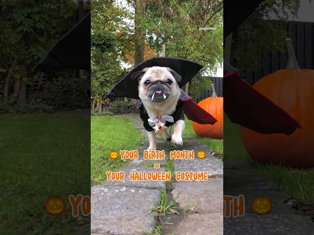 Your Birth month = your Halloween costume  #pug #dog #shorts #halloween