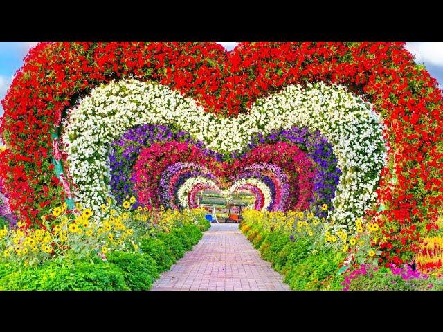 Dubai miracle Garden 2024|| worlds largest natural garden || walking tour