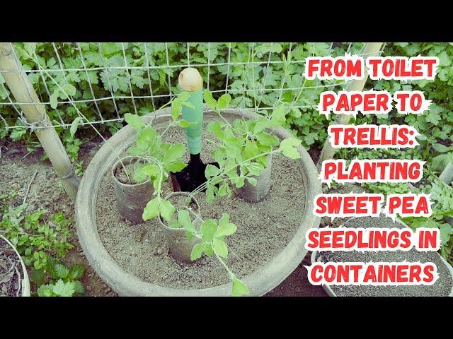 From Toilet Paper to Trellis: Planting Sweet Pea Seedlings in Containers #sweetpeas #gardeningtips