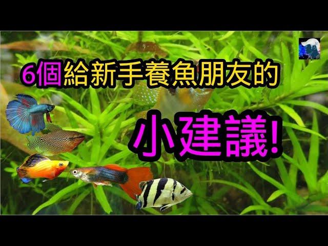 6個給新手養魚朋友的小建議! 讓你少走彎路 | 水族系列