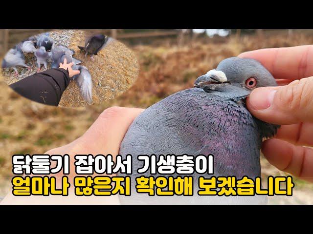 공원 비둘기 잡아서 기생충이 얼마나 많은지 확인해 보았습니다