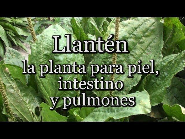 Llantén: la planta para piel, intestino y pulmones (con Josep Pàmies)