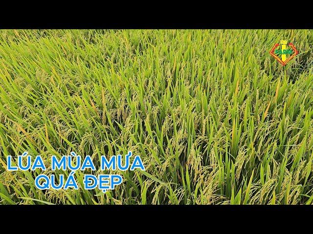 MÙA MƯA CÁCH RÃI ĐÒNG VÀ PHUN THUỐC - LÚA SÁNG ĐẸP, CỨNG CÂY