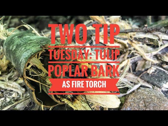 Two Tip Tuesday: Tulip Poplar Bark as a Fire Torch