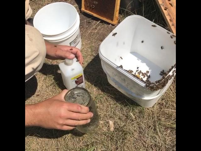 How to do an Alcohol Mite Wash for Varroa Monitoring