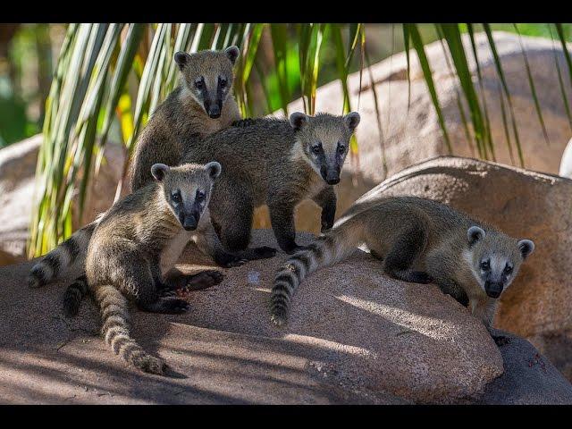 Cute Coati Siblings Explore New Habitat