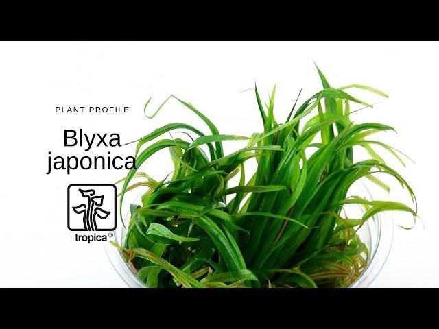 Blyxa japonica