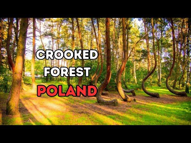 Crooked Forest Poland