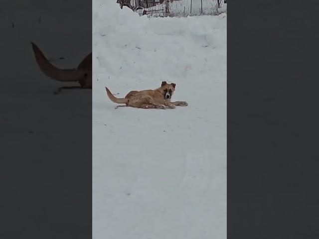 Этому балбесу даже веревочка игрушка)))))