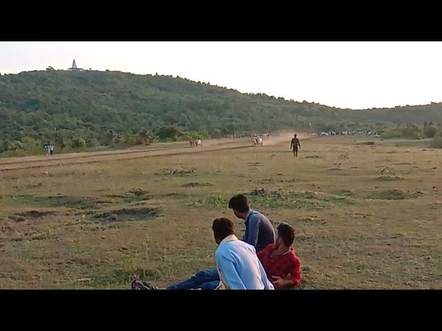 kuman sing Uikey Vijaypani kala kongoraja wala pat pratiyogita nayegao Samnapur Ox race