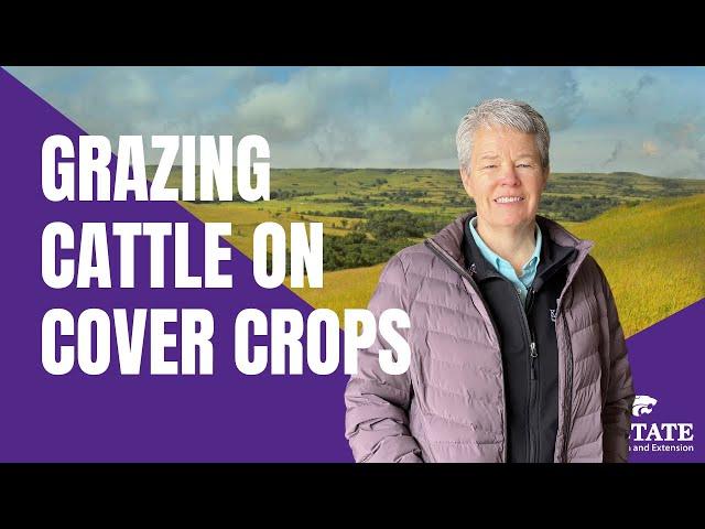 Cattle Grazing On Cover Crop