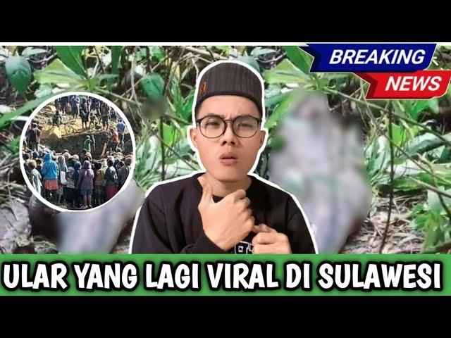Ular piton yang lagi viral di Sulawesi! Breaking news