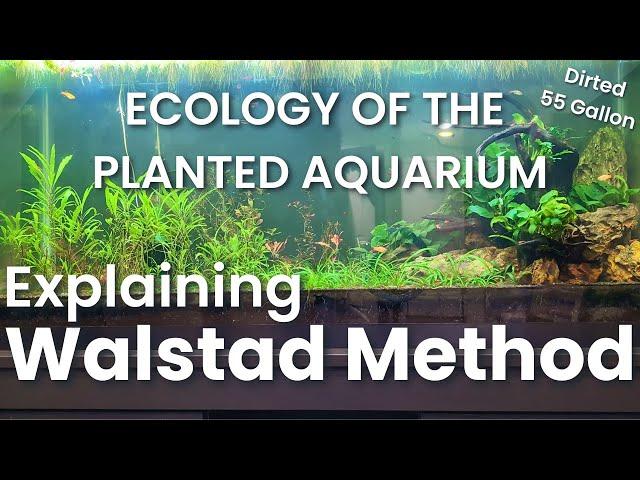 COMPLETE Guide to WALSTAD METHOD - 55 Gallon DIRTED Planted Tank (Low Tech Aquarium)