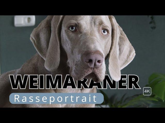 Weimaraner  – Vom Jadghund zum Familienhund