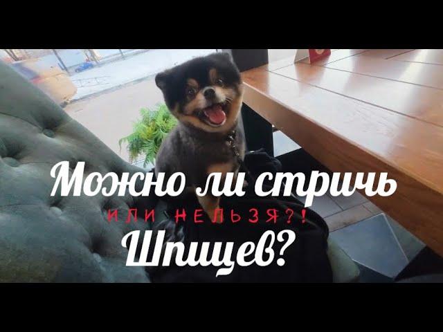 Шпицев стричь нельзя? Вранье! Пока Вилсон хорошеет, мы качаемся!
