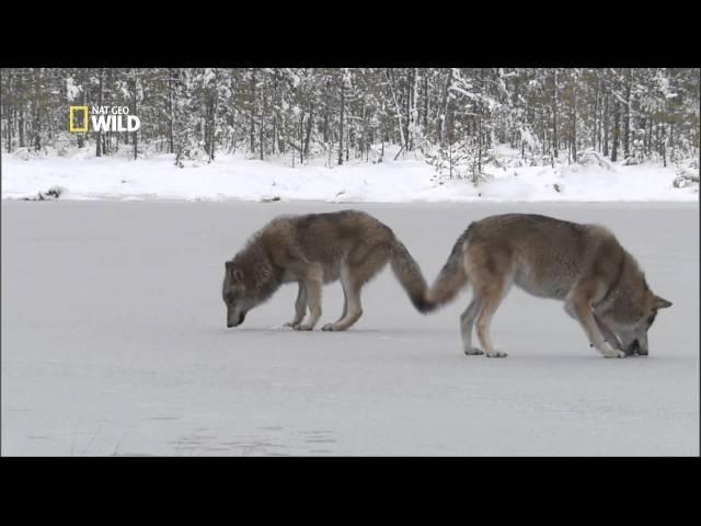 Les Loups de Sibérie