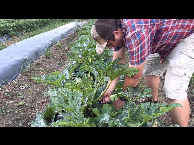 First Vegetable Harvest