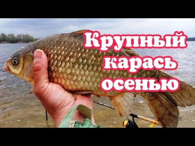 Как поймать крупного карася? Как правильно приманить крупного карася к точке лова?