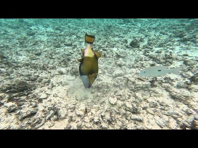 Titan Triggerfish (Balistoides viridescens)