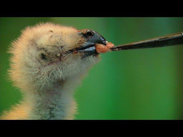 Филин - Выкармливание птенца | Film Studio Aves