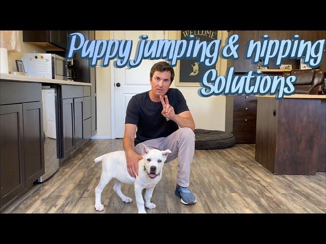 Puppy jumping and nipping solutions