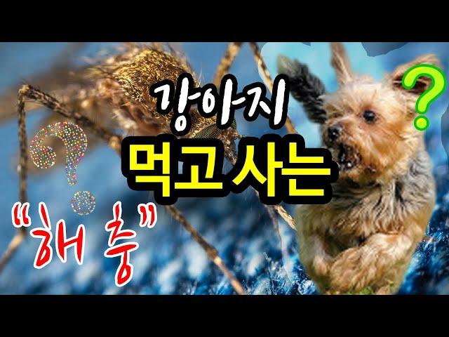 애완견 산책에 좋은 아이템 스프레이! [반려동물 정보]