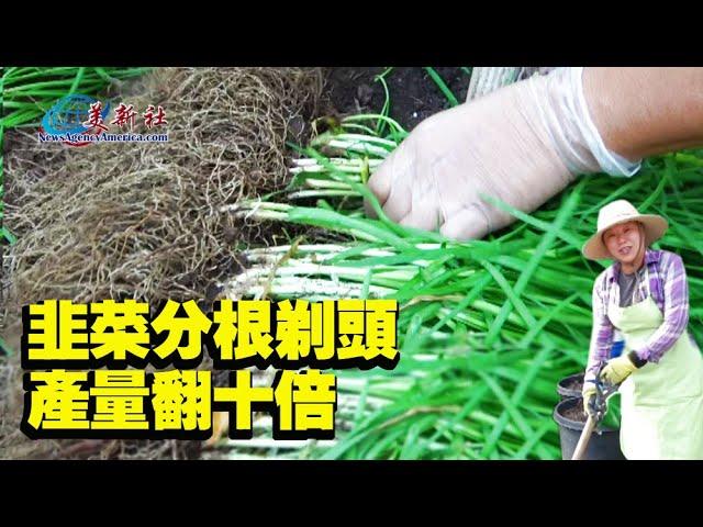 Grow leeks from cutting roots , and the yield is tenfold!