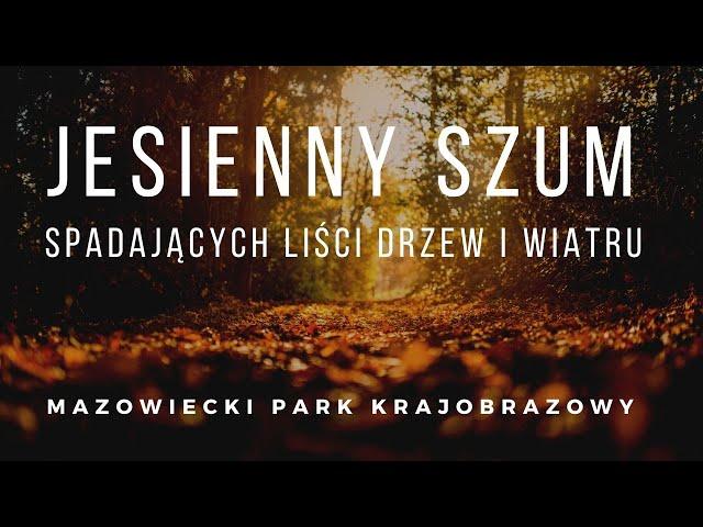 Jesienny szum lasu -  spadających liści drzew i wiatru w mazowieckim pąku krajobrazowym