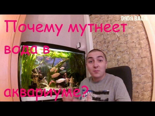 Мутная вода в аквариуме. Почему мутнеет вода в аквариуме?