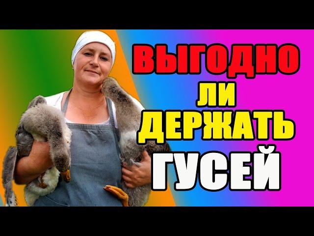 Выгодно ли держать гусей. Какие породы я держу.