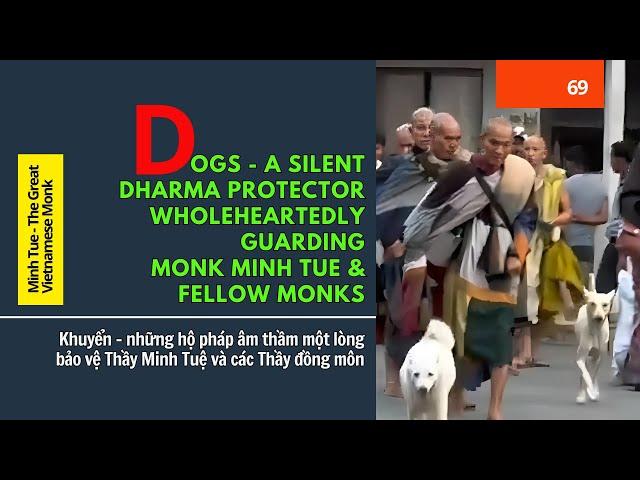Dogs - A silent Dharma protector, wholeheartedly guarding Monk Minh Tue & fellow monks #monkminhtue