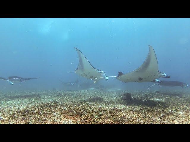 Scubadiving in Komodo 2018