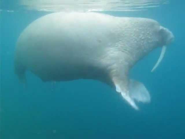 Swimming Walruses