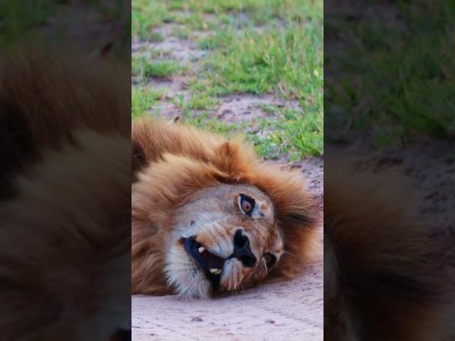 Lazy Lion has Lots to Say
