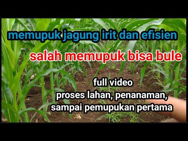 cara memupuk jagung