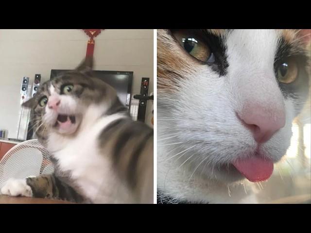 Videos de Gatos mas divertidos de 2024