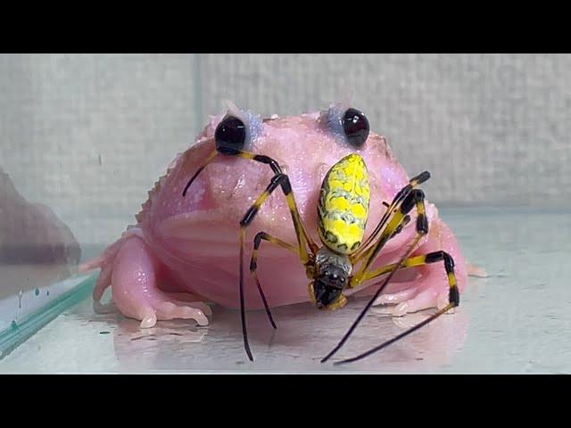 A dangerous spider approaches a pink frog