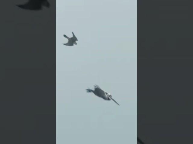 Peregrine Falcon hunting a huge prey #shorts