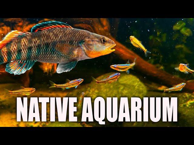 Our 40 Gallon Native Aquarium - Shiners and Darters