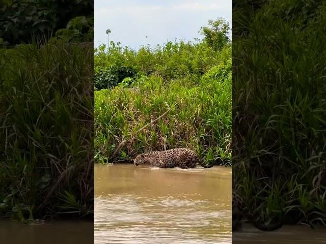 A hungry jaguar on the hunt!