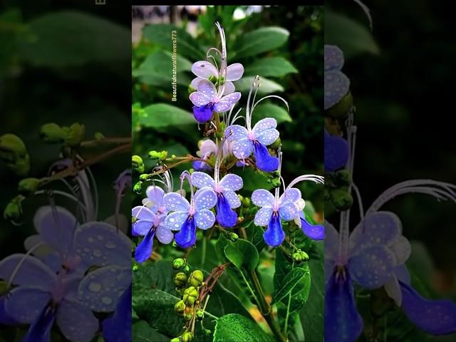 butterfly flowers #flowers #trendingshorts #flower